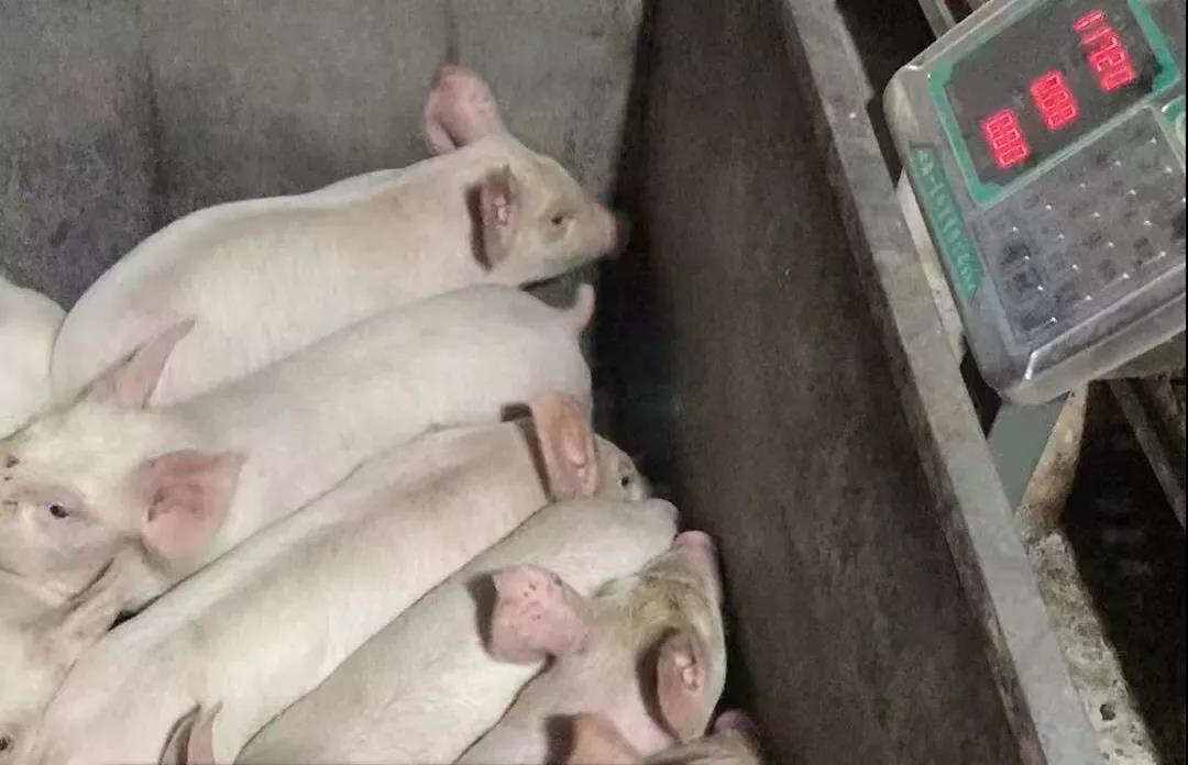 中国电子游艺网站下载安装