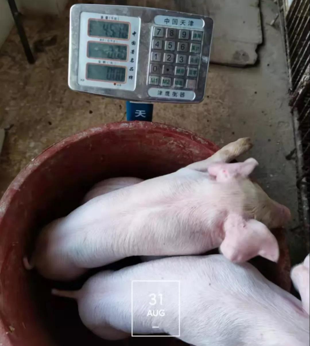 中国电子游艺网站下载安装