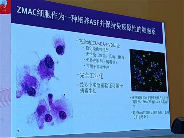 ZMAC-通过基因编辑研发成功的一株具有极好疫苗潜力的细胞系