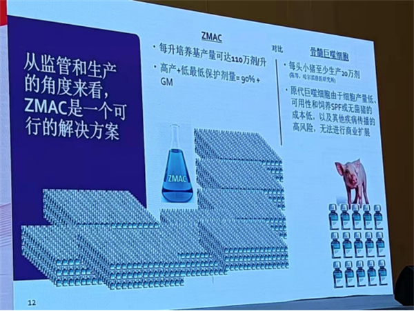 从监管和生产的角度来看，ZMAC细胞是一个可行的解决方案