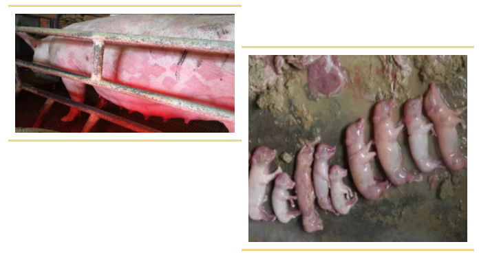 中国电子游艺网站下载安装