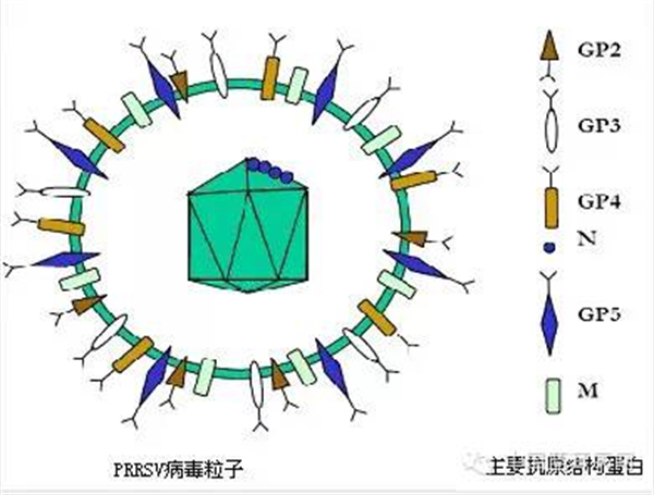 【蓝耳病病毒】猪蓝耳病毒（PRRSV）