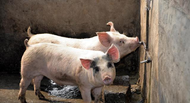 兽药知识 | 兽药青霉素、阿莫西林、头孢的使用妙招