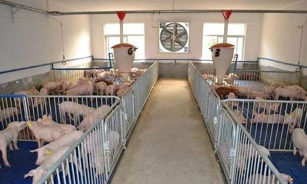 200头的家庭养电子游艺网站
，怎样建造又经济又实用？