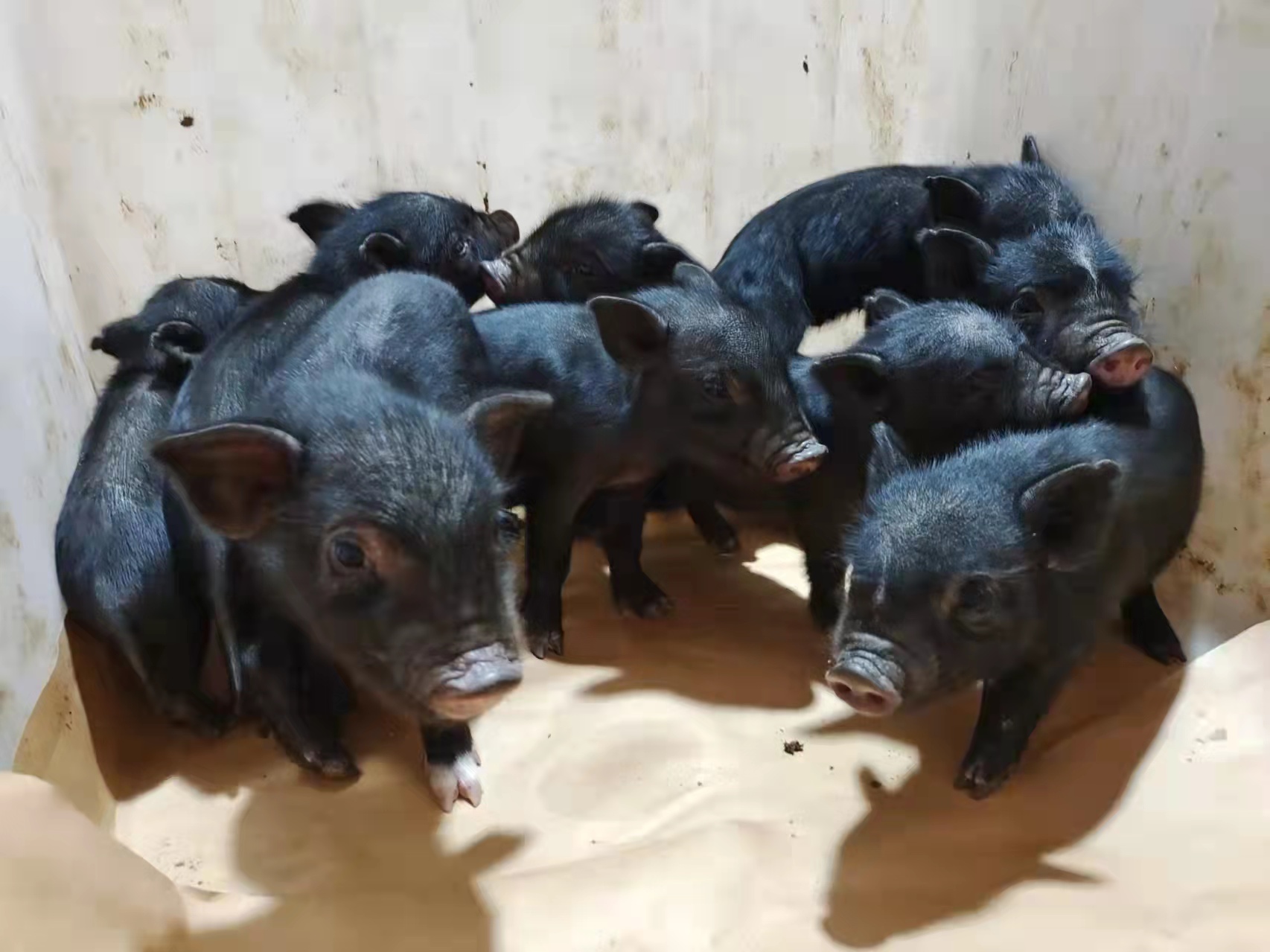 单细胞测序揭示家猪胸腰椎发育相关机制