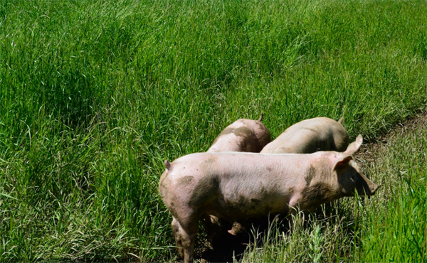欧盟食品安全局发布2020年人畜共患病报告