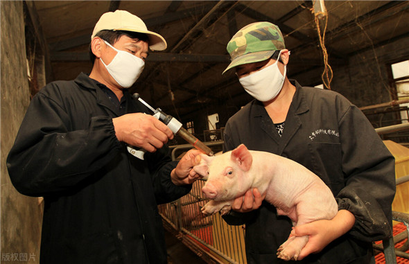 母猪难产的病因病机与预防诊治