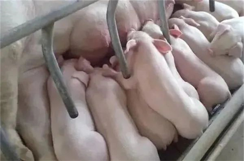 母猪得了乳房炎怎么办？该如何解决？