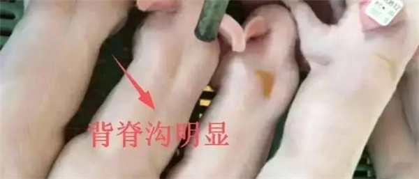 中国电子游艺网站下载安装
