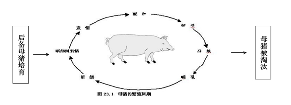 中国电子游艺网站下载安装
