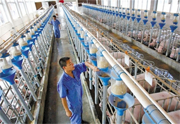 1月20日：全国农产品批发市场电子游艺平台
平均价格为21.81元/公斤