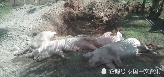 泰国巴蜀府3个养电子游艺网站
发现非洲猪瘟疫情 销毁117头生猪