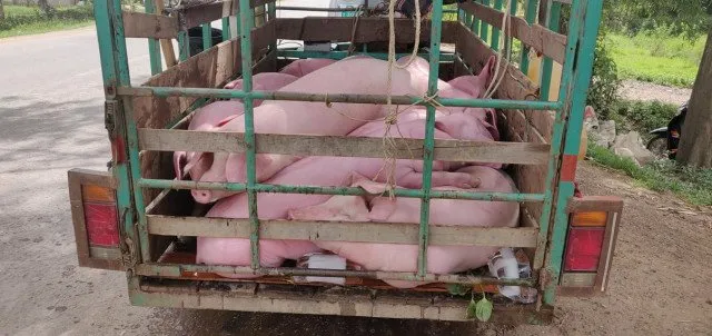 中国电子游艺网站下载安装
