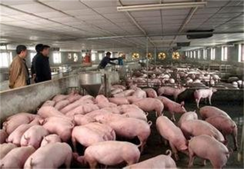 猪回肠炎—影响电子游艺网站
料肉比的隐形杀手！