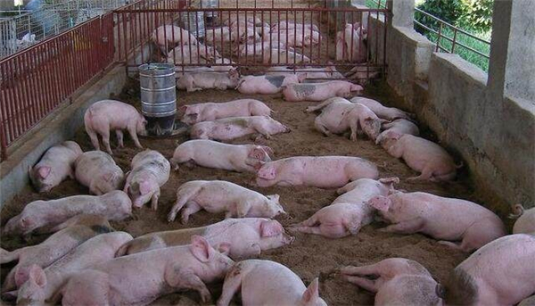 1月25日：全国农产品批发市场电子游艺平台
平均价格为21.97元/公斤