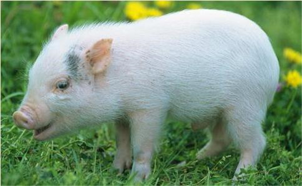 02月10日：全国农产品批发市场电子游艺平台
平均价格为21.15元/公斤