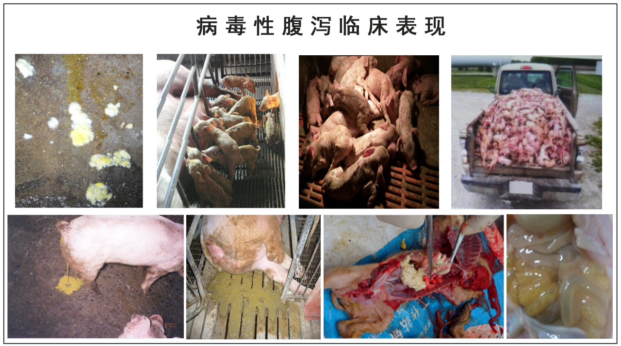 中国电子游艺网站下载安装
