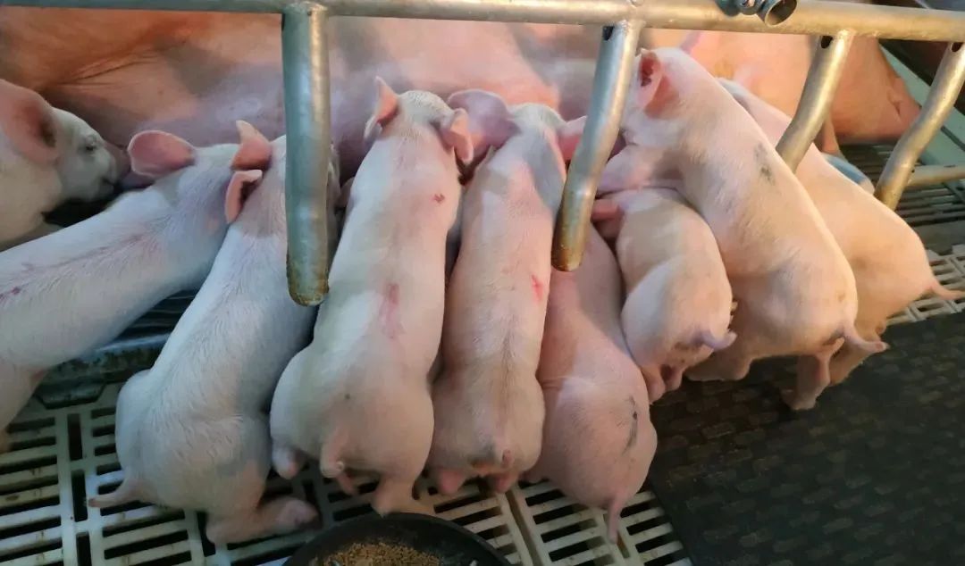 3月份第1周畜产品和饲料集贸市场价格情况