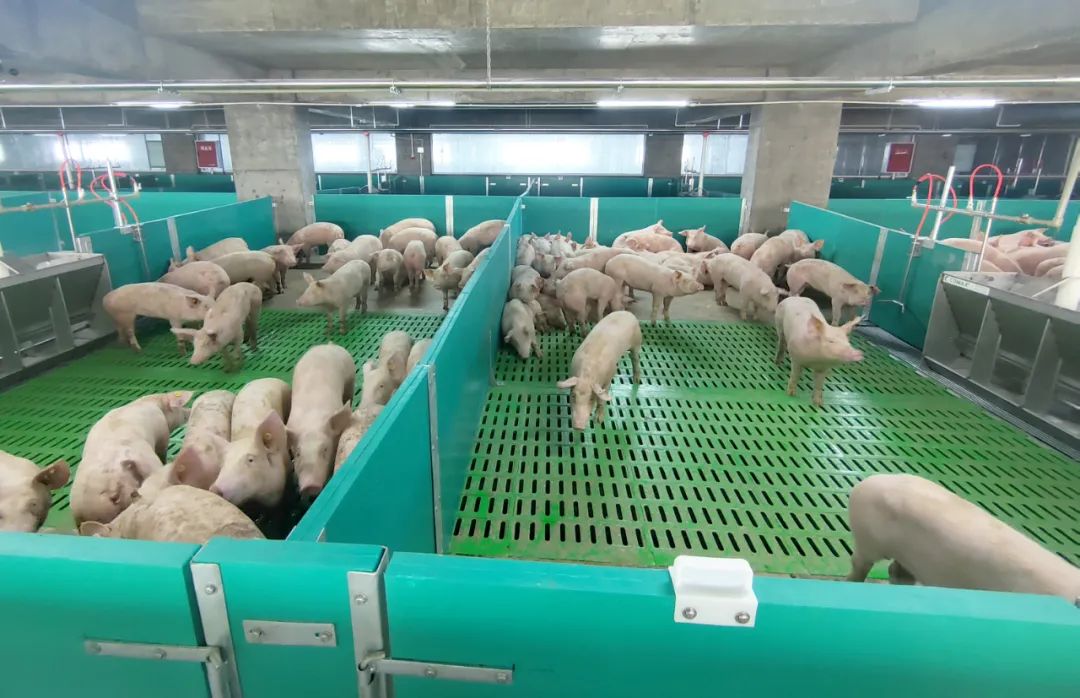 投产！天兆第4个楼房电子游艺网站
进猪了