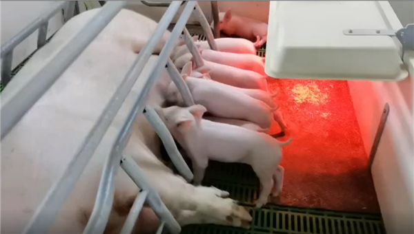 均健仔数11头、分娩率88%！1400头规模电子游艺网站
再发力