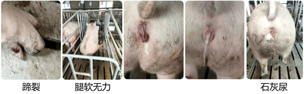 中国电子游艺网站下载安装
