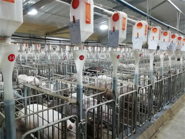 中国电子游艺网站下载安装
