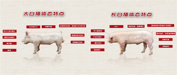 电子游艺网站
实现提质增效，选好母猪是关键！！！