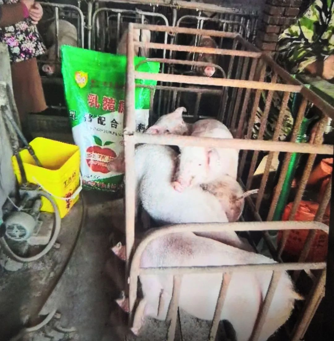 中国电子游艺网站下载安装
