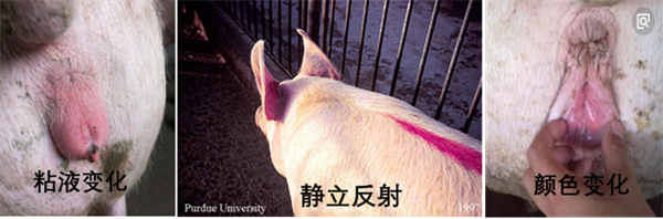 中国电子游艺网站下载安装
