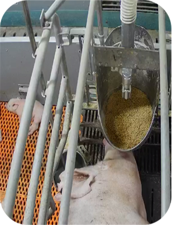 中国电子游艺网站下载安装
