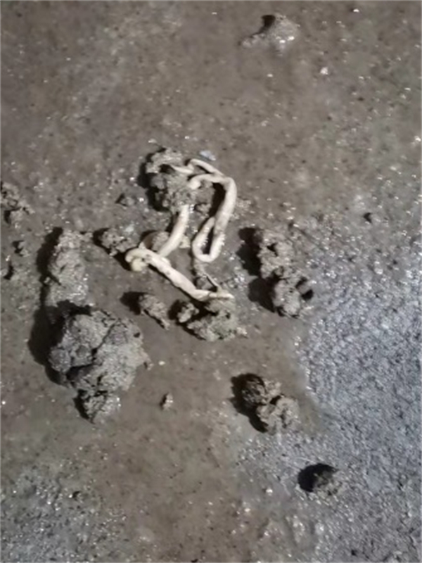 中国电子游艺网站下载安装
