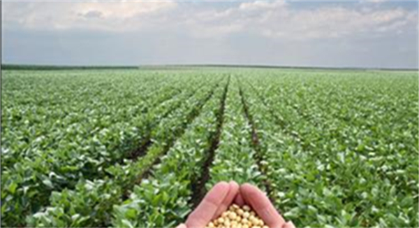 肥料价格屡创新高，美国农民放弃玉米改种大豆！