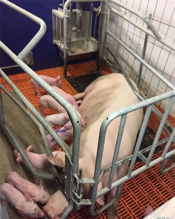 母猪睡觉时磨牙吐白沫的解决办法有哪些?