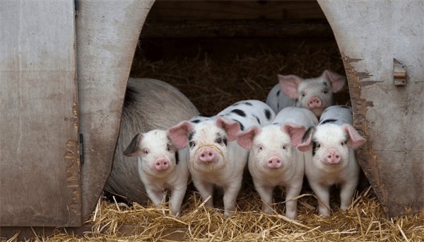 猪群“老小猪”形成的原因及防治对策
