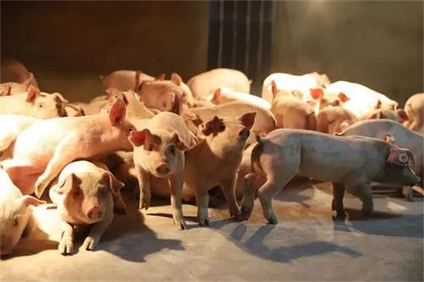 此病春节多发,死亡率高!养猪人要重视