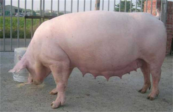 当母猪感染附红细胞体、衣原体、弓形体…会有哪些症状?