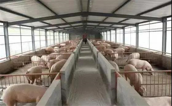大棚养电子游艺网站
怎样建设？这个方案很全！