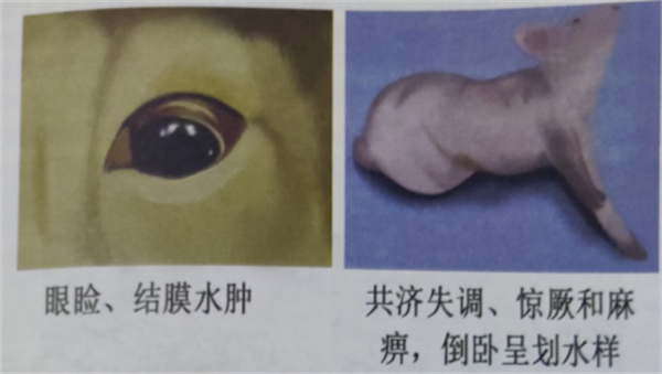 中国电子游艺网站下载安装
