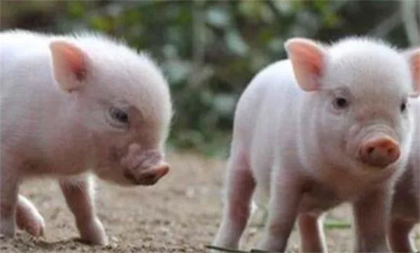 便秘、粪便干结的母猪,一定引起高度重视!