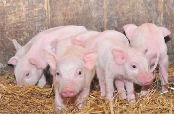 4月7日俄罗斯新发一起非洲猪瘟疫情