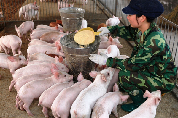 中国电子游艺网站下载安装
