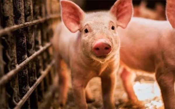 第十一届李曼中国养猪大会邀请函