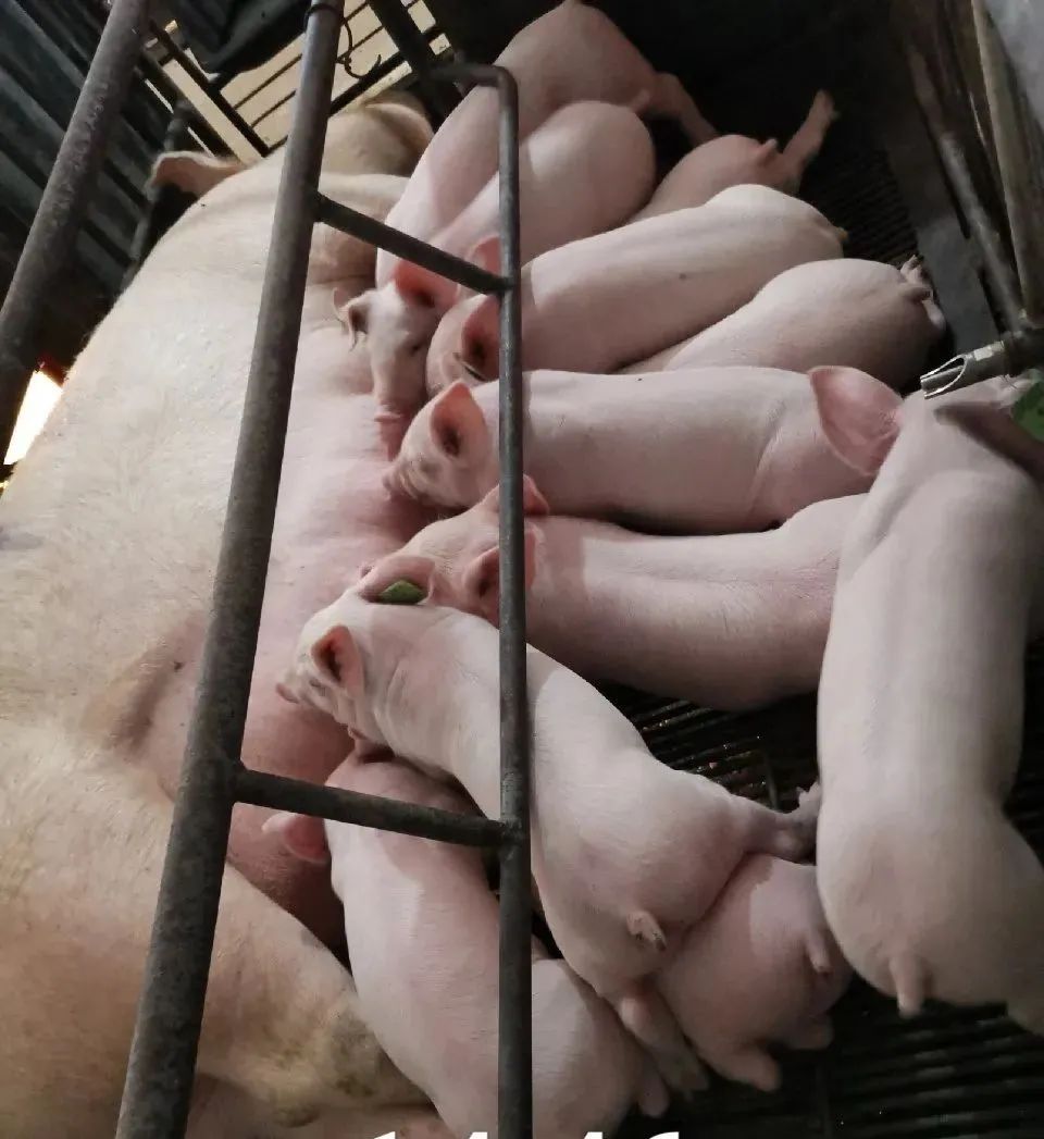 中国电子游艺网站下载安装
