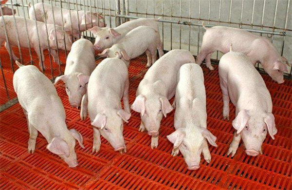 听课笔记丨聚焦CSSC-营养与饲料分论坛