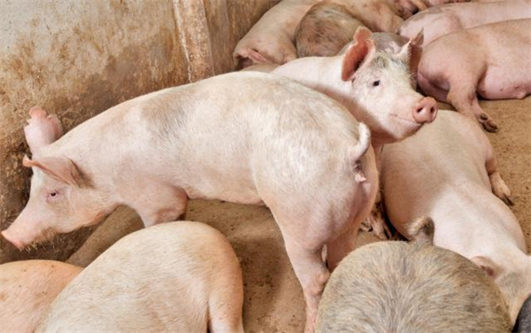生物育种、生物饲料等迎来发展新机遇