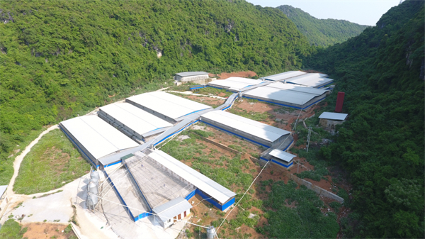 引进1000头种猪，这个电子游艺网站
​“种、精、料”多管齐下提效益