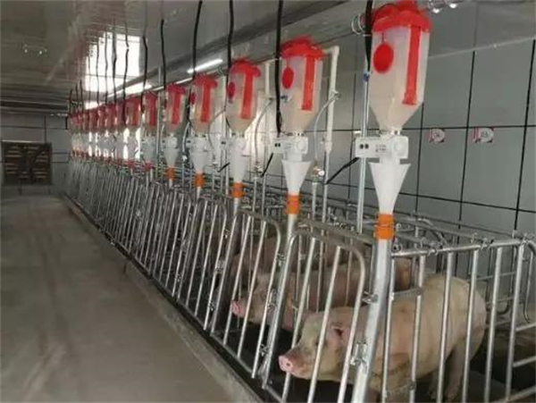 规模化养猪，电子游艺网站
的建设必需注意这四点，缺一不可！