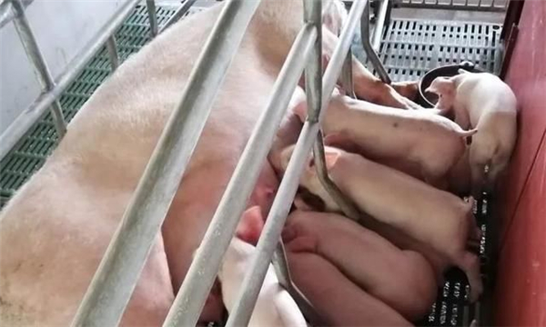 12月12日：全国农产品批发市场电子游艺平台
平均价格为30.58元/公斤