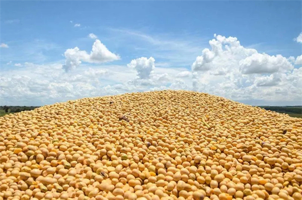 美豆天气变数较大，豆粕后市仍存在想象与炒作空间