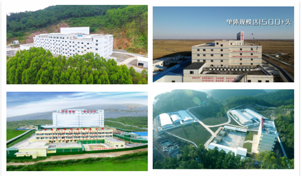 在优化种猪群上做加法，提高母猪生产成绩